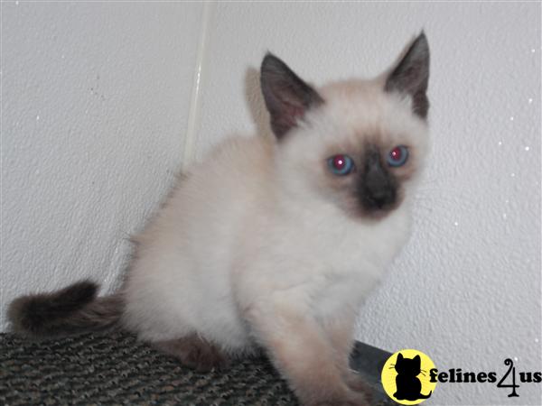 Siamese Kittens