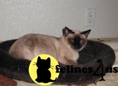 Siamese Kittens