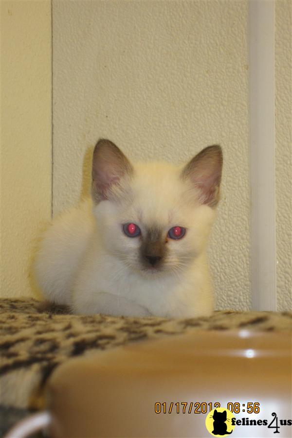 cfa applehead  kittens 