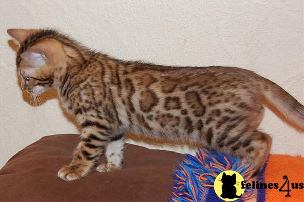 Kittens for Sale in Pennsylvania
