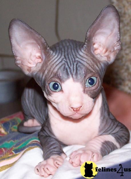 Sphynx Kittens in Texas