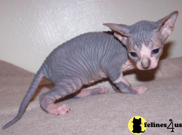 Sphynx Kittens in Texas
