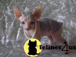 Sphynx Kittens in Texas
