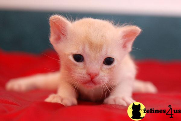 European Burmese Kittens