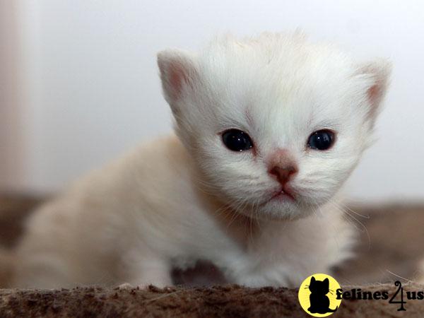Kittens for Sale