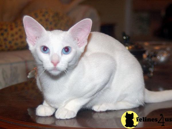 Burmese Kittens