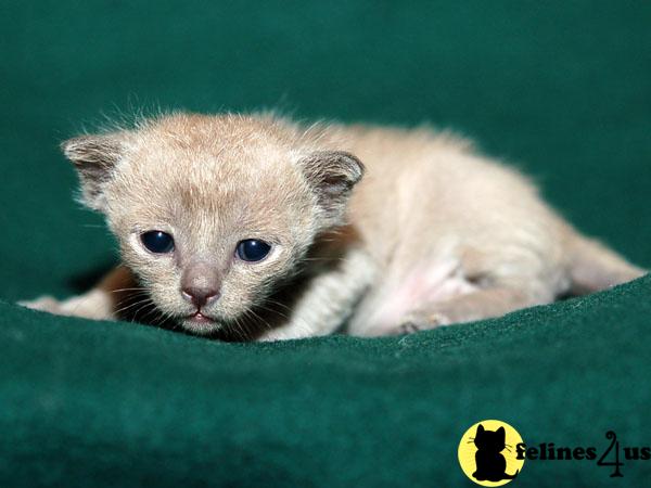 European Burmese Kittens