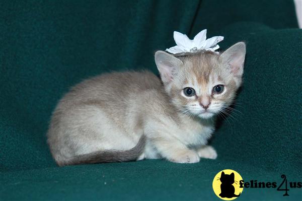 Kittens for Sale in Idaho