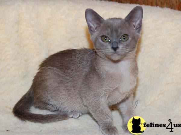 Kittens for Sale in Idaho