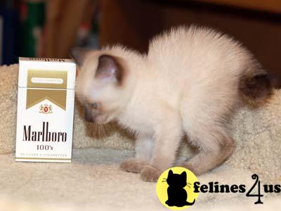 Kittens for Sale in Idaho