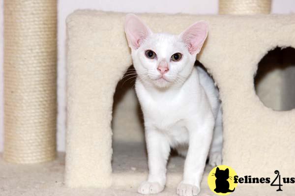 Kittens for Sale in Idaho