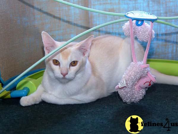 Kittens for Sale in Idaho