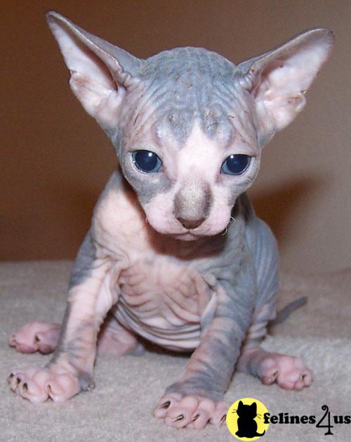 Kittens for Sale in Michigan