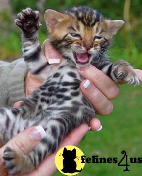Kittens for Sale in Michigan