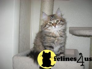 Kittens for Sale in Michigan