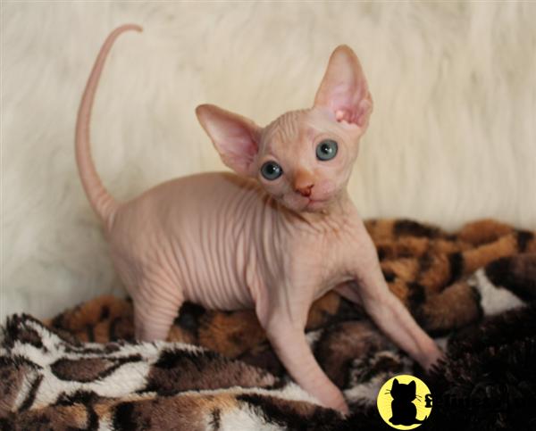 Kittens for Sale in Michigan