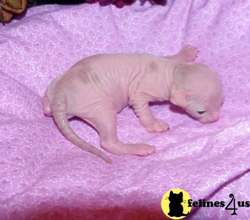 Kittens for Sale in Florida
