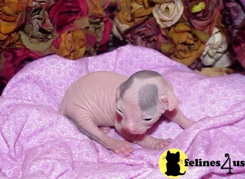 Sphynx Kittens