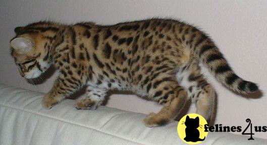 Kittens for Sale in Michigan