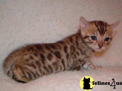 Kittens for Sale in Michigan