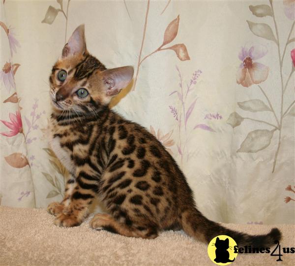 Kittens for Sale in Michigan