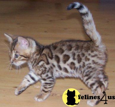 Kittens for Sale in Michigan
