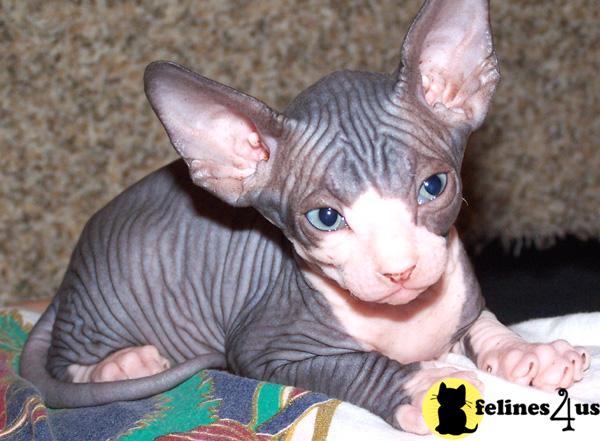 Kittens for Sale in Michigan