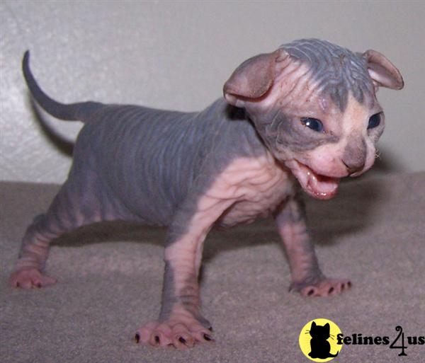 Kittens for Sale in Michigan