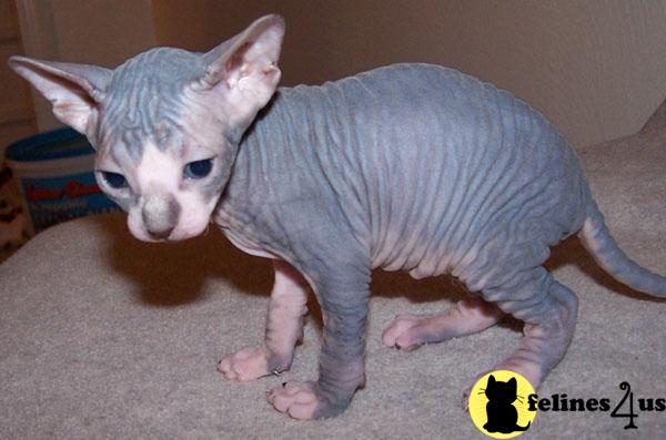 Kittens for Sale in Michigan