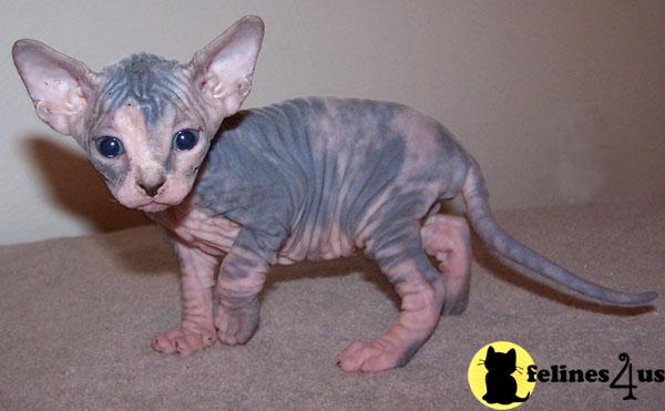 Kittens for Sale in Michigan