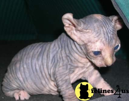 Kittens for Sale in Michigan