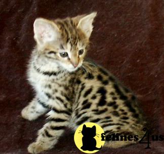 Kittens for Sale in Michigan
