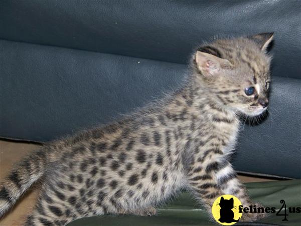Kittens for Sale in Michigan