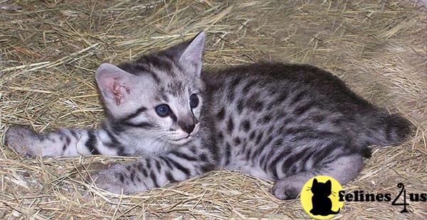 Kittens for Sale in Michigan