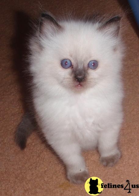 Kittens for Sale in Michigan