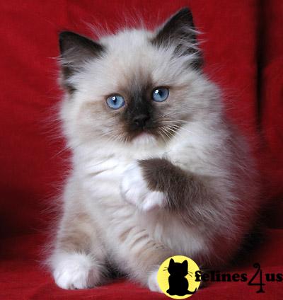 Kittens for Sale in Michigan