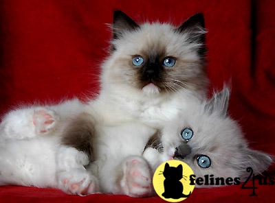 Kittens for Sale in Michigan