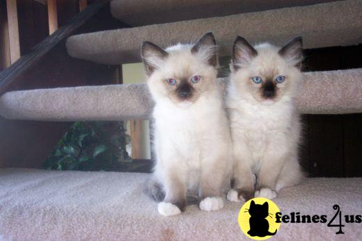 Kittens for Sale in Michigan