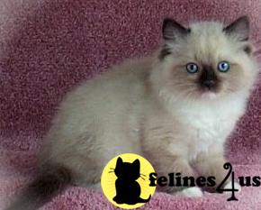Kittens for Sale in Michigan