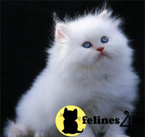 Kittens for Sale in Michigan