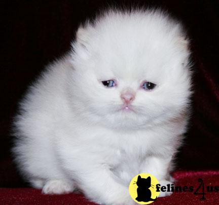 Kittens for Sale in Michigan