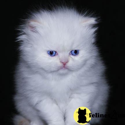 Kittens for Sale in Michigan
