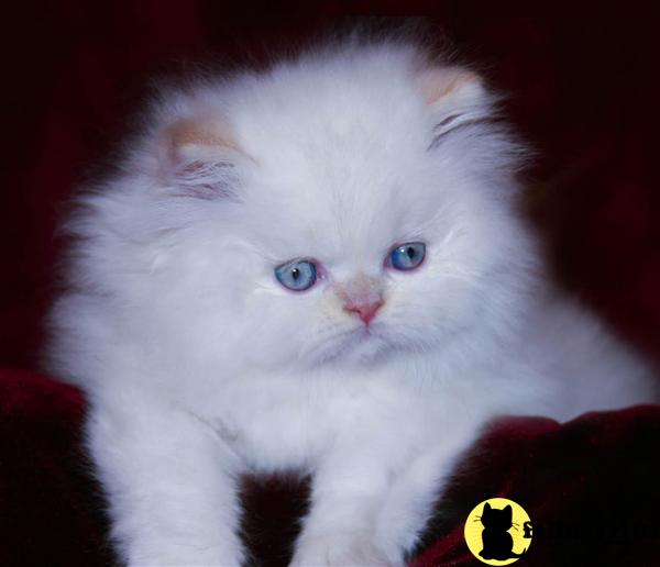 Kittens for Sale in Michigan