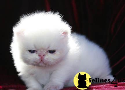 Kittens for Sale in Michigan