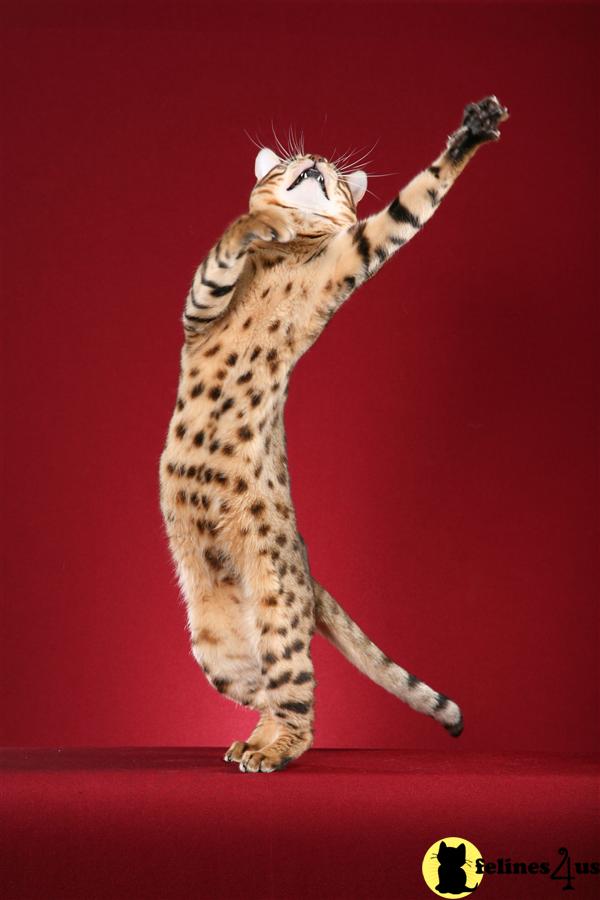 Cat Photo Contest