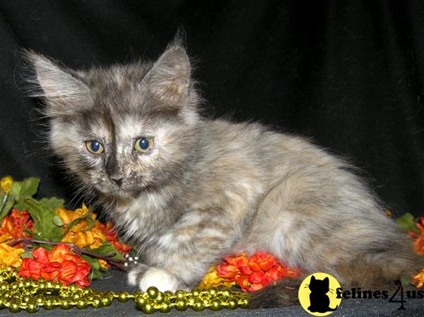 NC USA, Maine Coon Kittens