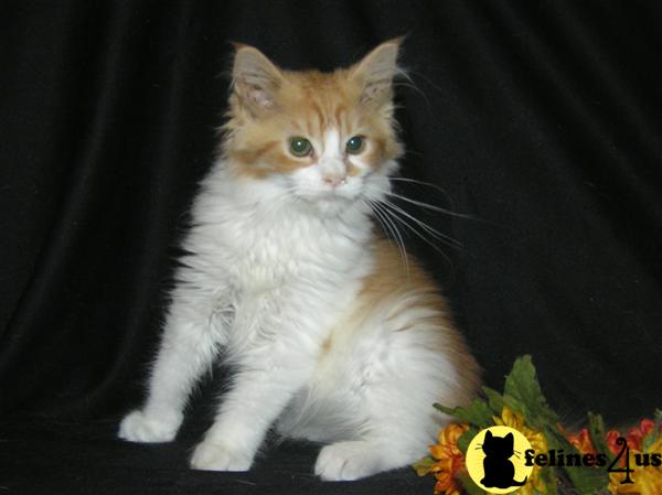 NC USA, Maine Coon Kittens