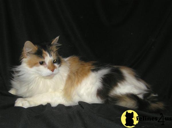Maine Coon Kittens