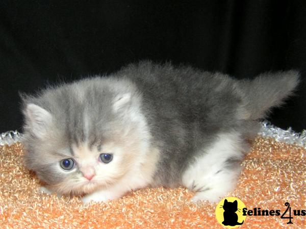 Persian Kittens