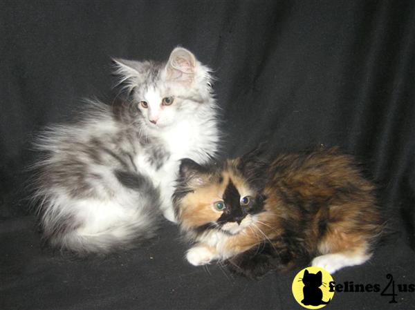 Kittens for Sale